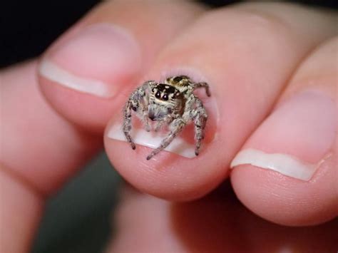 Discovering Spider Diversity In Sydney Backyards Jumping Spiders