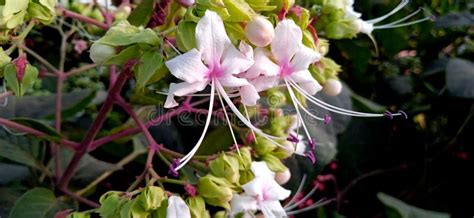 Hill Glory Bower Clerodendrum Viscosum Plant Beautiful Flowers Stock