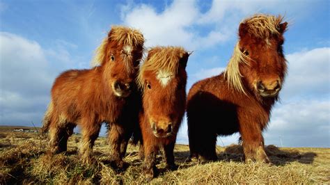 Horses Ponies Wallpapers And Images Wallpapers Pictures Photos