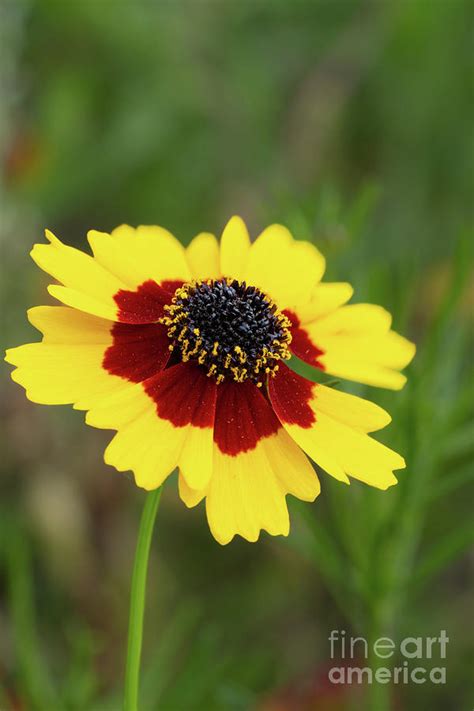 Coreopsis Wildflower Vertical Photograph By Bee Creek Photography Tod
