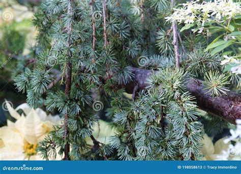 The Branches Of A Weeping Blue Atlas Cedar Tree Stock Image Image Of