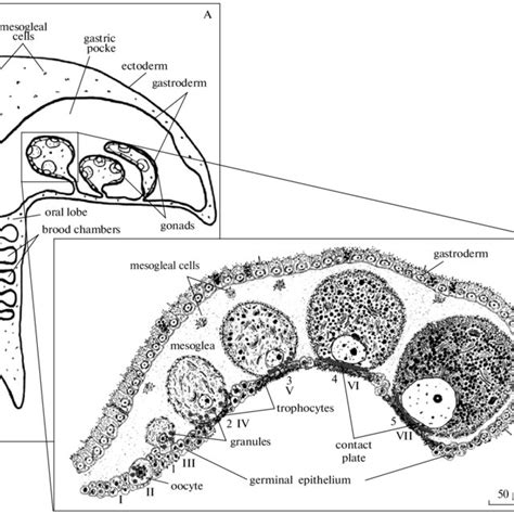 Stages Of Oocyte Development In The Scyphozoan Aurelia Aurita