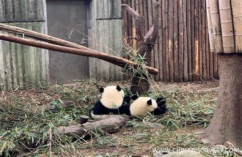 Wendys 1 Day Chengdu Panda Base Trip Story