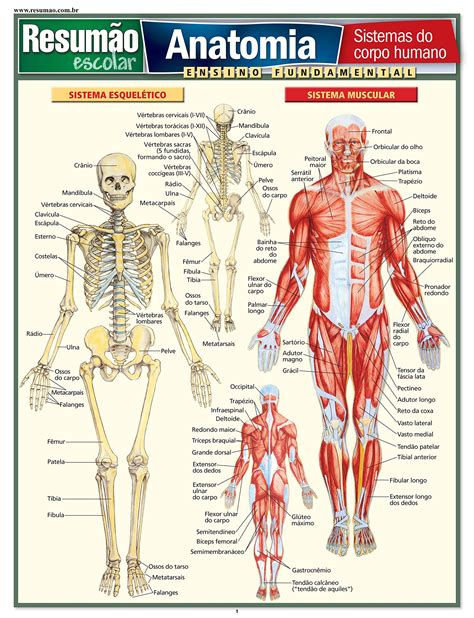 Desenhos De Anatomia Humana Desenhos De Anatomia Humana Imagens Para