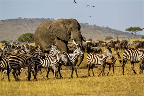 Serengeti National Park Massive Land To Discover Magnificent Wildlife