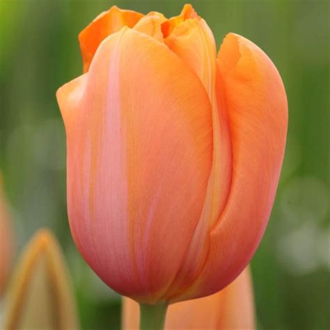 French Tulip Dordogne Tulips Flowers And Fillers Flowers By