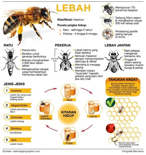 Jadi jika sedang merancang untuk menimang cahaya mata, semak balik pemakanan anda ya! Hikmah Lebah - Madu & Hasilnya - TamanSyurga
