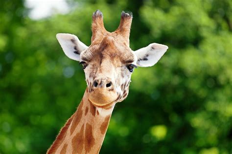 Zoo Ausflug Tierisch Gut Tipps Für Den Zoo Besuch Mit Kindern