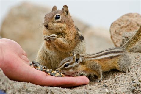 The other cats i've lived with haven't been as eager to hunt but none of them ever tried to eat anything poisonous although they'd eat bugs quite cheerfully (including. What Do Chipmunks Eat? You'll Be Surprised to Know - Pet ...