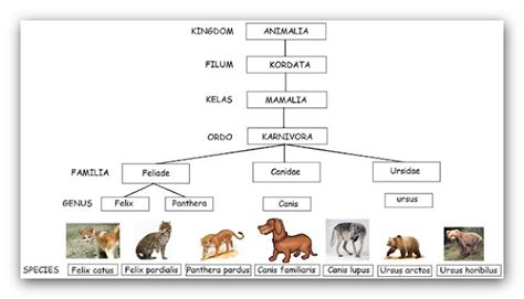 Ananta Putra's: Kingdom Animalia