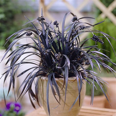 Check spelling or type a new query. Ophiopogon Black Dragon Grass | Black grass, Black garden ...