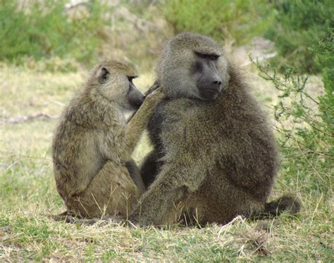Baboon Friends Swap Gut Germs E Science News