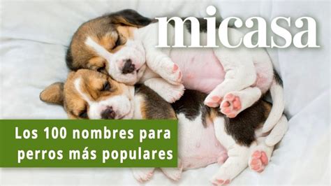 Nombres De Perros En Español Actualizado Abril 2024