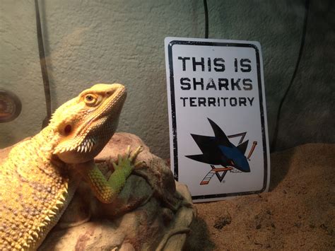 Chomping on hockey sticks since '91 sjsharks.com. Sharks Fan Photos | Pet shark, Shark, Pets