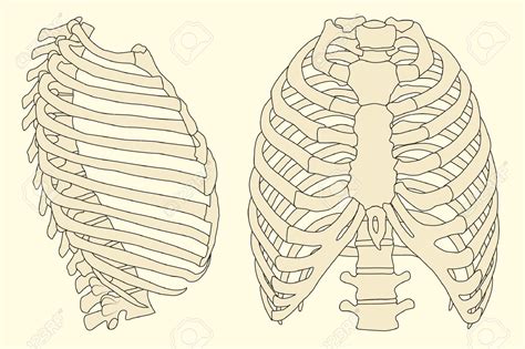 Anatomy Of Ribs In Back Image Result For Spine Numbers Ribs