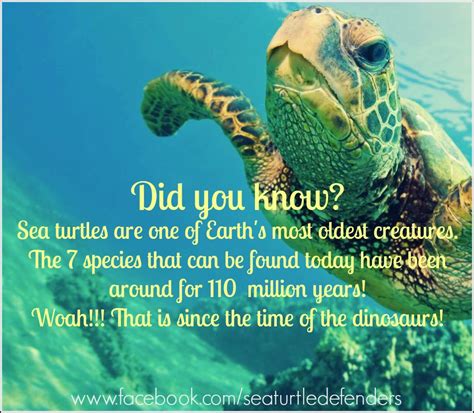 Heres An Interesting Fact About Sea Turtles Did You Know That