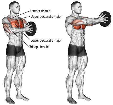 Exerc Cios De Peitoral Exercicios Para O Peito Treino De Peitoral Hot