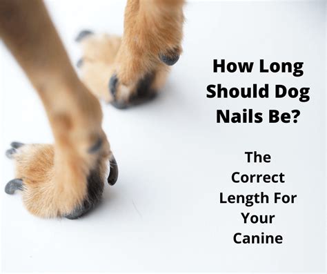 How Long Should A Dogs Nail Be