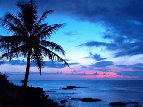 Beach palm trees beautiful sunset. gorgeous nature screen covers | Free Palm Tree Sunset ...