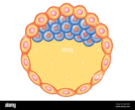 Illustration Of The Blastocyst Formation And Implantation This