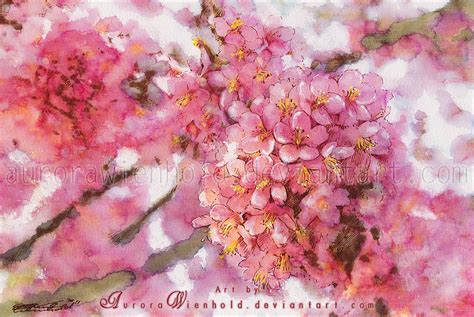 Cherry Blossoms By Aurorawienhold On Deviantart