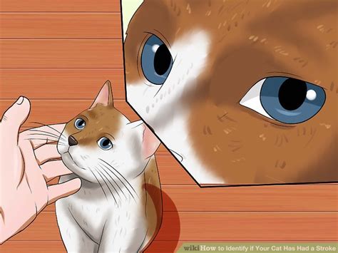 cat stroke symptoms in kittens 13 Fantastic Vacation Ideas