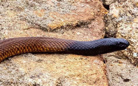 Photographed This Lovely Western Brown Snake In The Wild Very Near York
