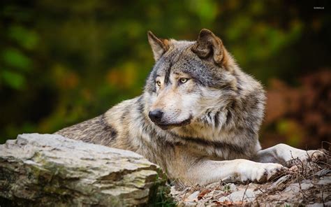 We present you our collection of desktop wallpaper theme: Wolf laying on rocks wallpaper - Animal wallpapers - #33623
