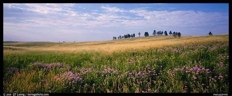Panoramic Picturephoto Prairie Landscape With Wildflowers And Trees