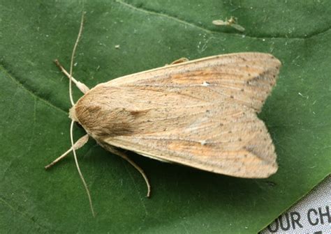 Armyworm Moth Pseudaletia Unipuncta Seabrooke Leckie Flickr