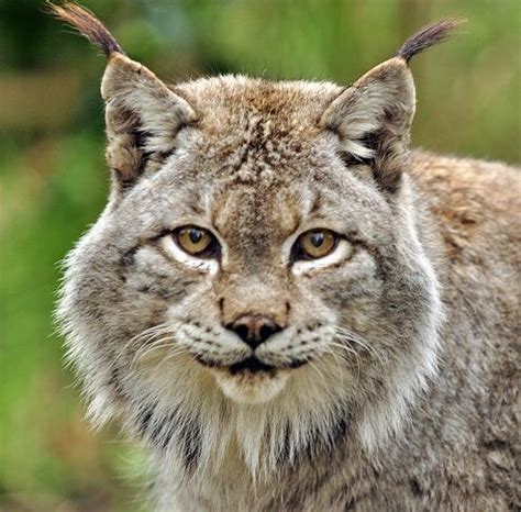 Lynx chats with mix engineer jon castelli. Member Photos: Eurasian Lynx | International Society For ...