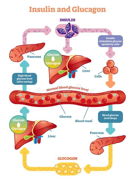 Hypoglycemia is often related to diabetes treatment. Insulin And Glucagon Vector Illustration Diagram ...