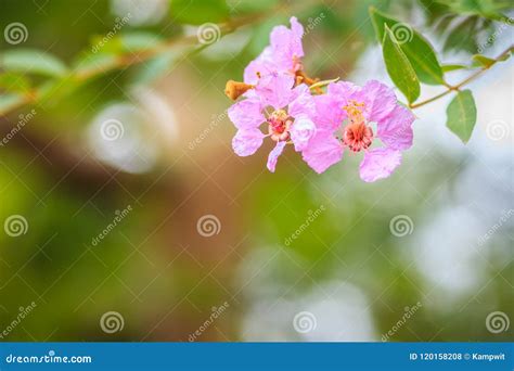 Beautiful Purple Wild Flowers On Tree In The Tropical Forest Stock