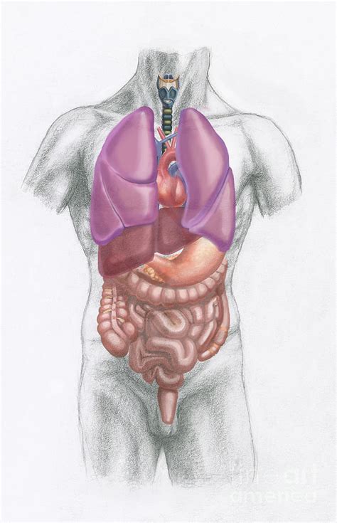 It is sometimes referred to as the trunk. Torso Anatomy Organs : 85cm Human Torso Organ Adult Male ...