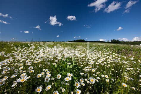 Daisy Field Stock Photo Royalty Free Freeimages
