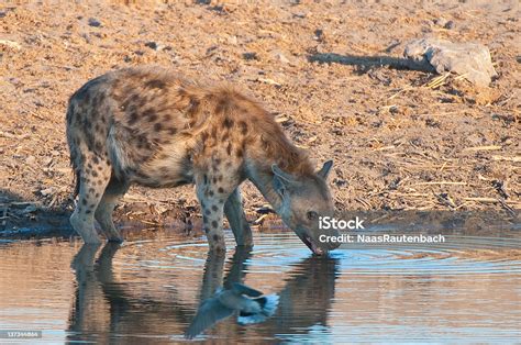Spotted Hyena Drinking Stock Photo Download Image Now Africa