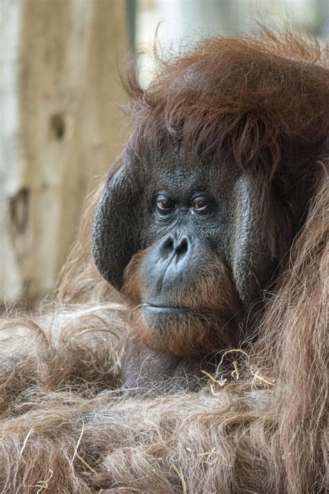 Bornean Orangutan Pongo Pygmaeus Zoochat
