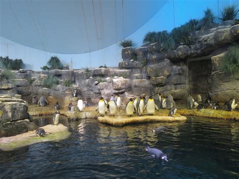 Aquarium South Atlantic Penguin Exhibit Upper Level Zoochat