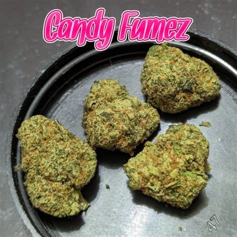 Strain Review Candy Fumez By 516 Horticulture The Highest Critic