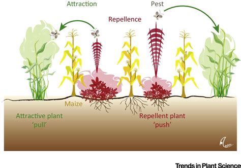 Optimizing Crops For Biocontrol Of Pests And Disease Trends In Plant