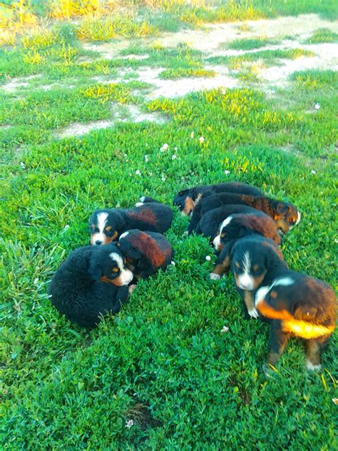 Bred for temperament & health. Bernese Mountain Dog Puppies For Sale | Montgomery, IN #222603