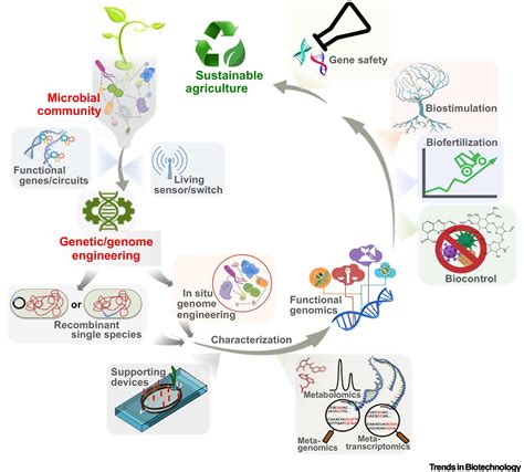 Microbiome Engineering Synthetic Biology Of Plant Associated