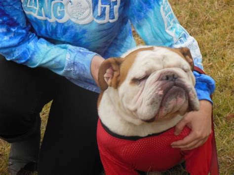 Rex The Bulldog Ruffem Samford Bulldog French Bulldog Dogs