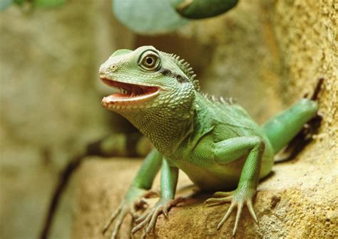 In general, it will take at least 2 years to reach near to maximum full size. How to Care for a Chinese Water Dragon