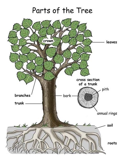 Label The Parts Of A Tree And Trunk 1000 In 2020 Trees For Kids