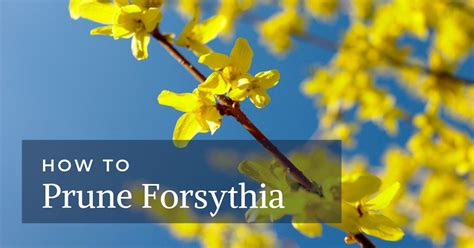How To Prune Forsythia Forsythia Prune Pruning Plants