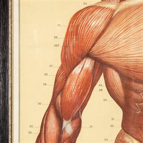 Pair Of Anatomical Human Muscular Structure Charts By Tanck And Wagelin