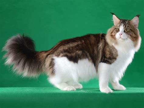 15 Fun And Interesting Facts About Maine Coon Cats Vivo Pets