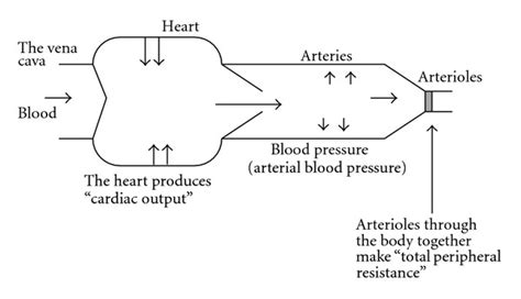 Blood Pressure Is Produced By Cardiac Output And Total Peripheral