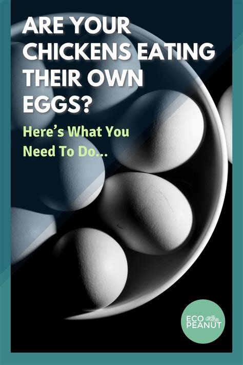 Why Do Chickens Eat Their Eggs? 4 MOST Common Reasons | Chickens